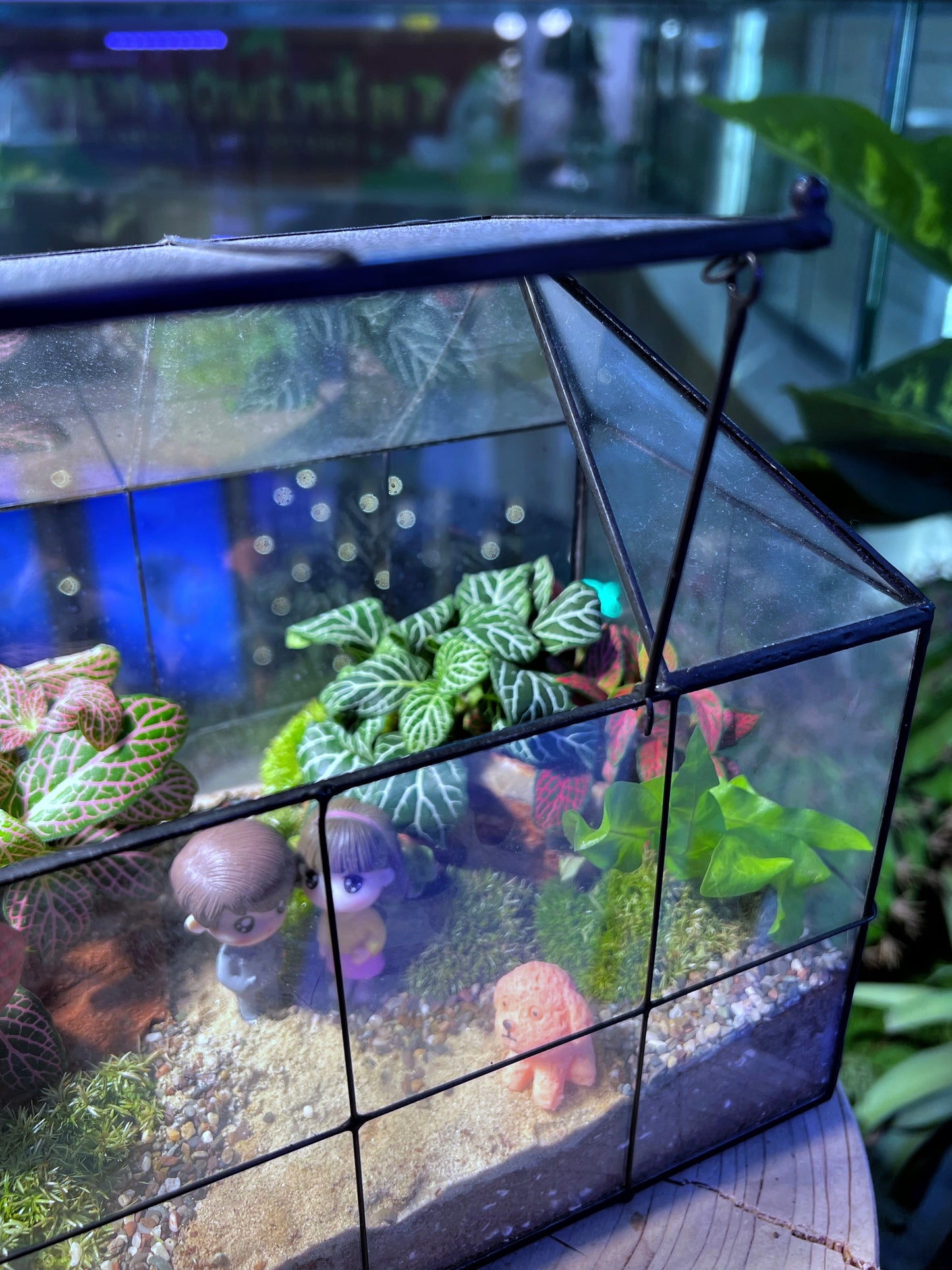 Fittonia & Fern with Moss Arrangement in Black Frame House Designed Terrarium