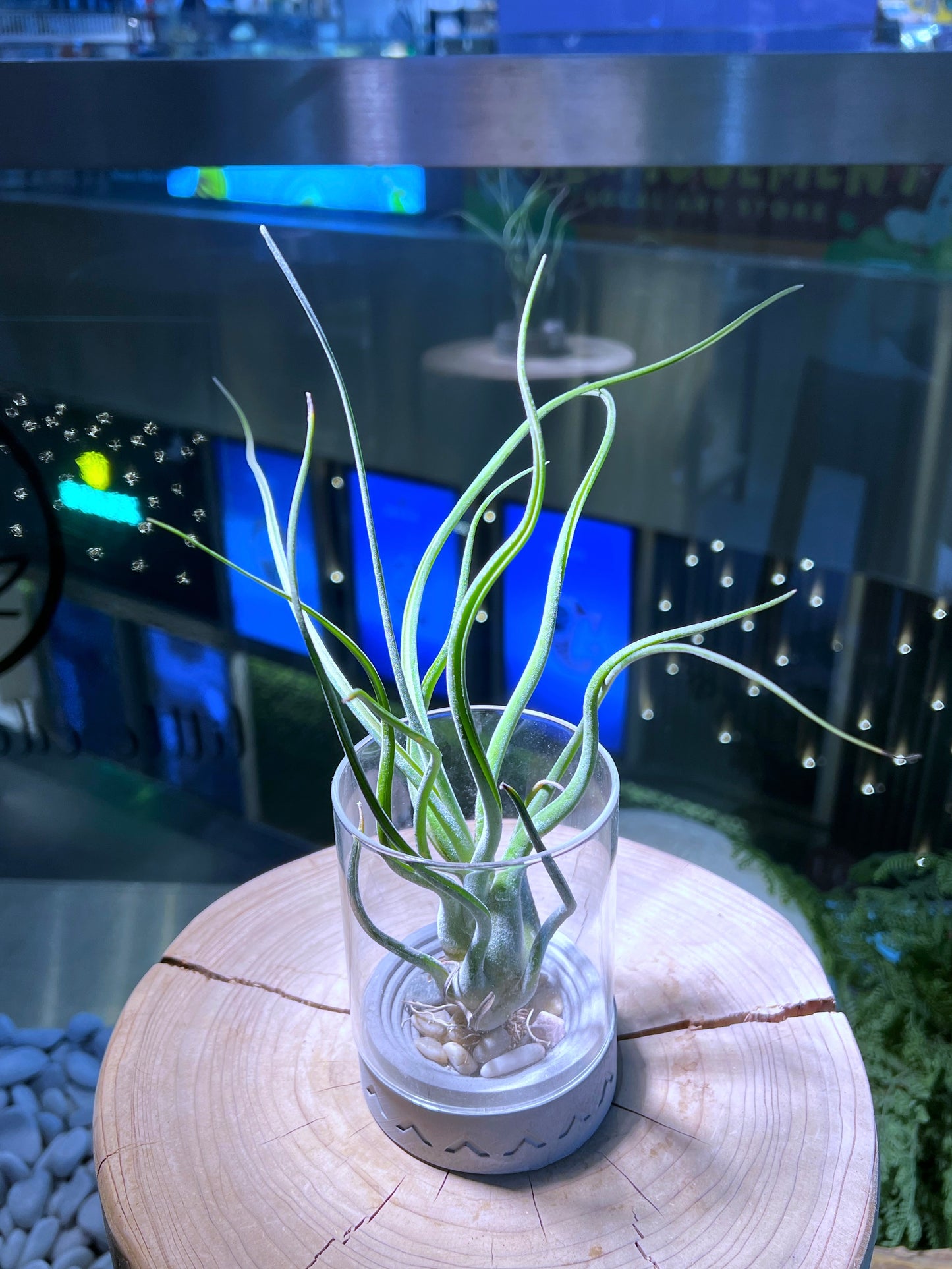 Airplant like Octopus in Decorative Glass