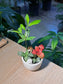 Indoor Plant Arrangement Fittonia & Nageia Nagi (网纹草 & 竹柏) in White Ceramic Pot