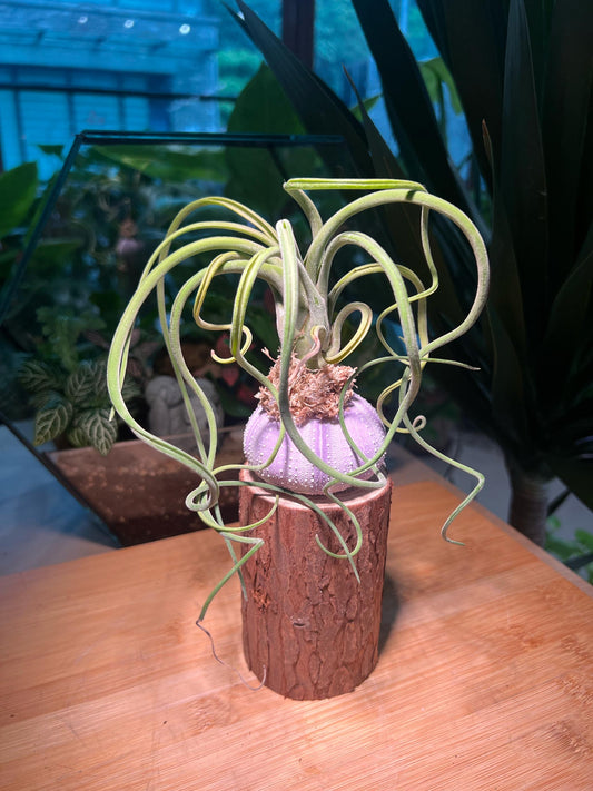 Airplant on Real Sea Urchin Shell