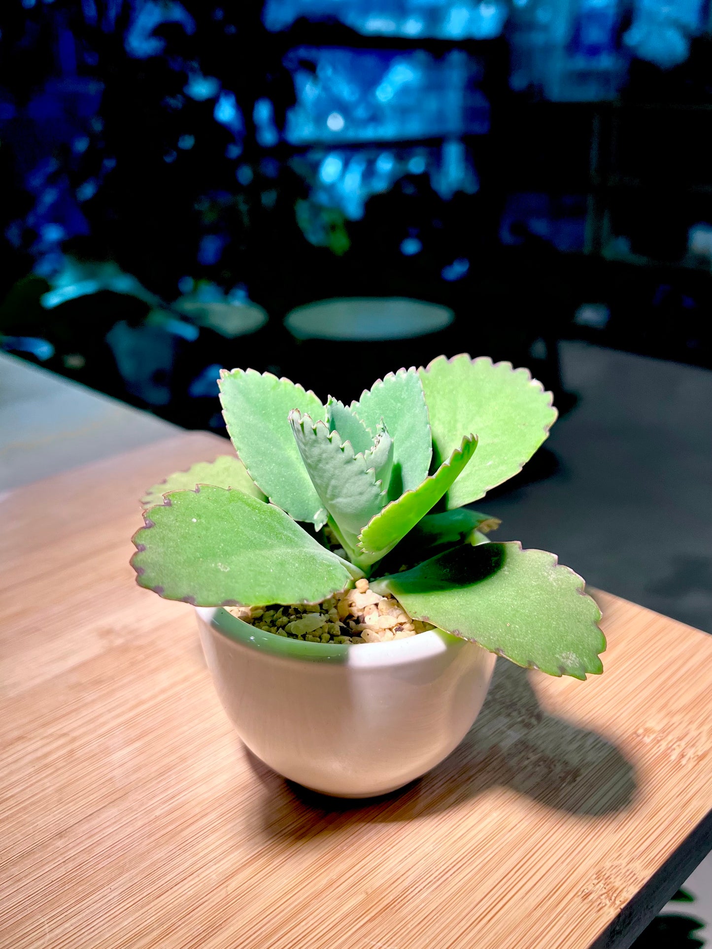Kalanchoe Pinnata in White Bowl Ceramic Pot