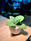 Kalanchoe Pinnata in White Bowl Ceramic Pot