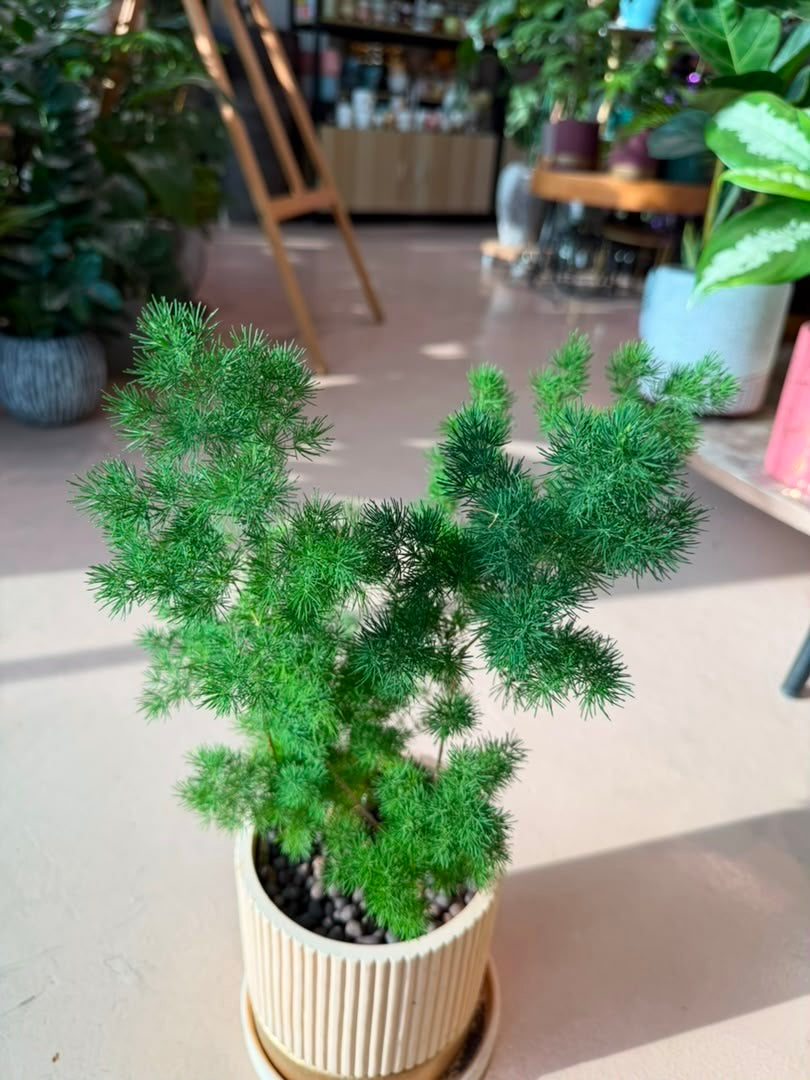 Asparagus Retrofractus (蓬莱松) in Beige Ceramic Pot