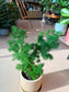 Asparagus Retrofractus (蓬莱松) in Beige Ceramic Pot