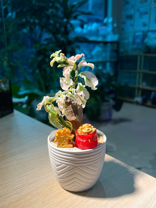 Euphorbia Tithymaloides in White Pattern Designed Pot