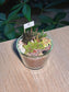 Succulent Arrangement Terrarium (十二卷属) Harworthia in Glass Pot