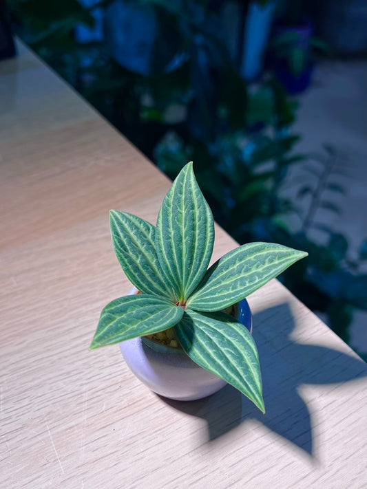 Peperomia Tetragona in Light Purple Ceramic Pot