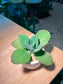 Kalanchoe Pinnata in White Bowl Ceramic Pot