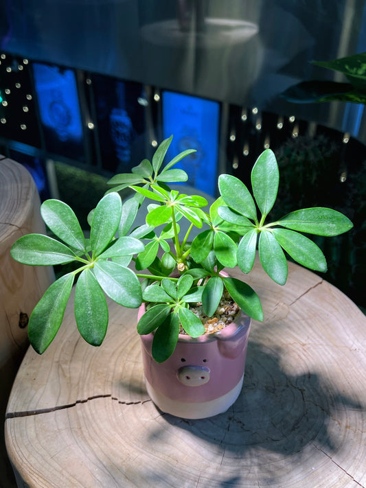 Dwarf Umbrella Tree in Pinkish Piggie Ceramic Pot