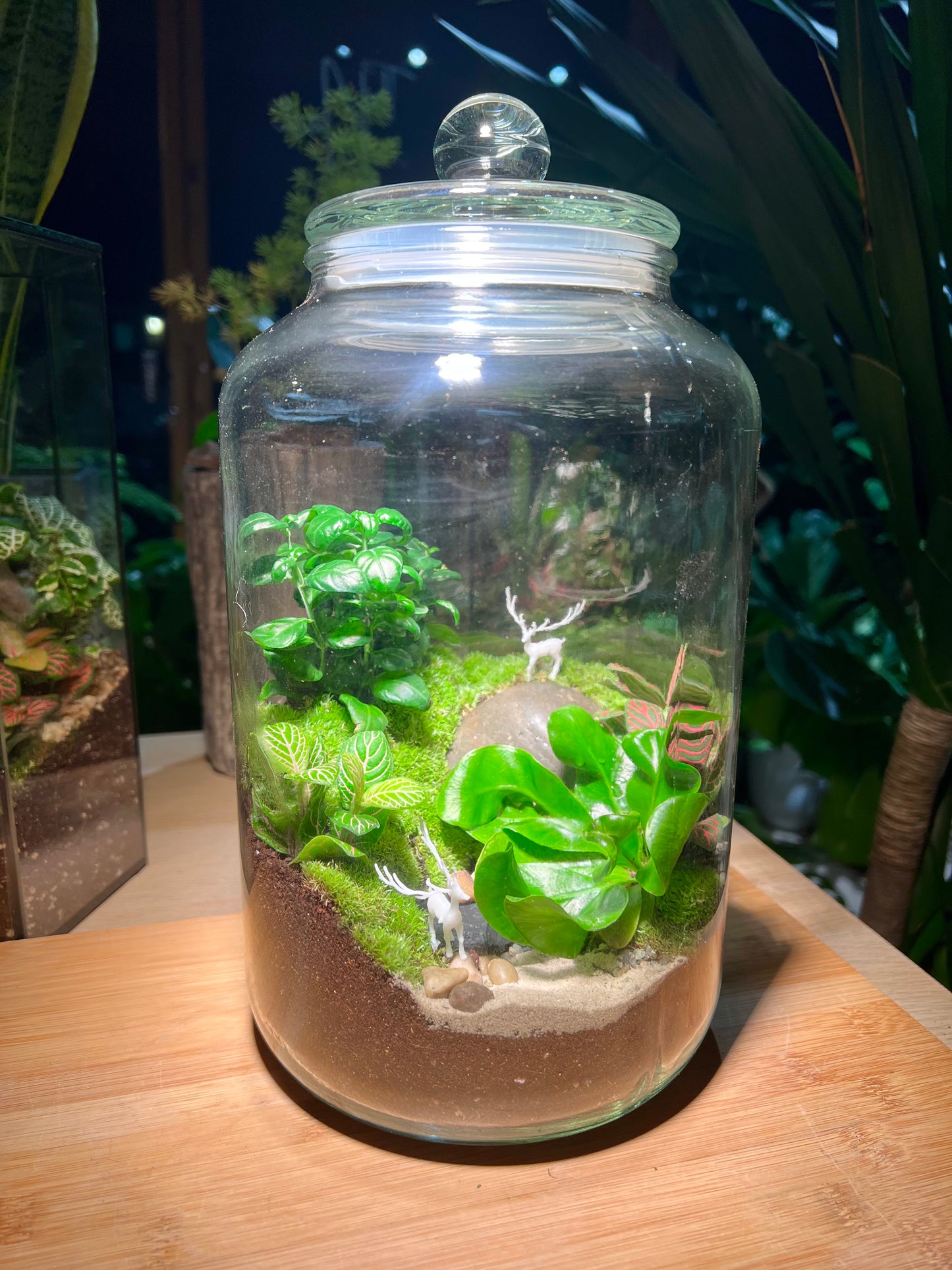 Fittonia and Fern with Moss Arrangement in Terrarium Jar (5L)