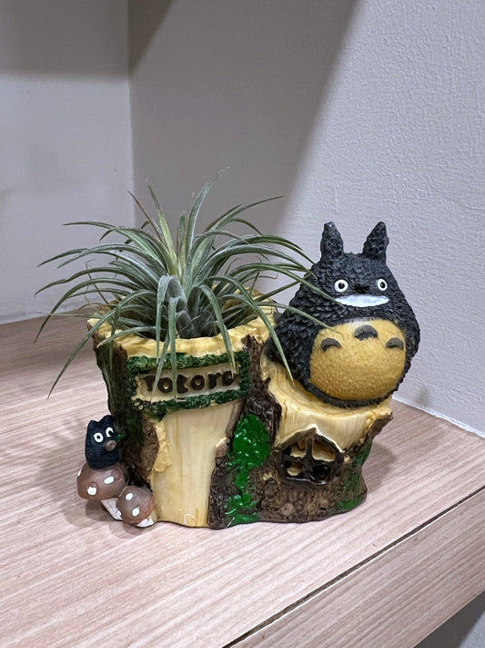 Airplant on Totoro Resting Pot