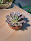 Echeveria Succulent (多肉植物) Echeveria Dusty Rose in Terracotta Pot
