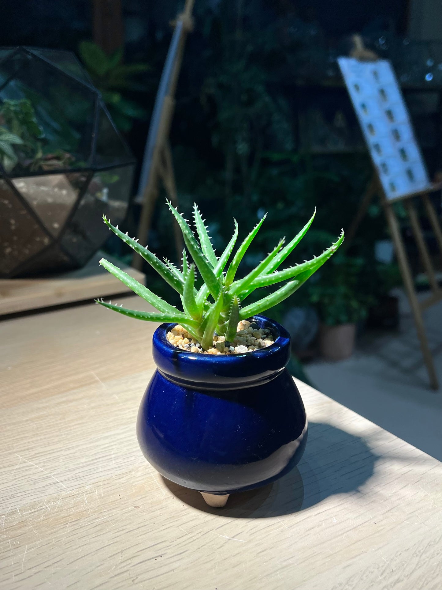 Baby Aloe Humilis in Dark Blue Ceramic Pot