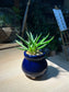 Baby Aloe Humilis in Dark Blue Ceramic Pot