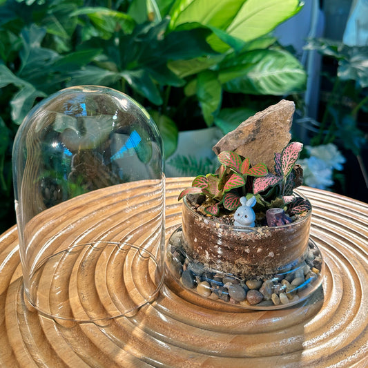 Fittonia Bell Glass Indoor Plant Terrarium