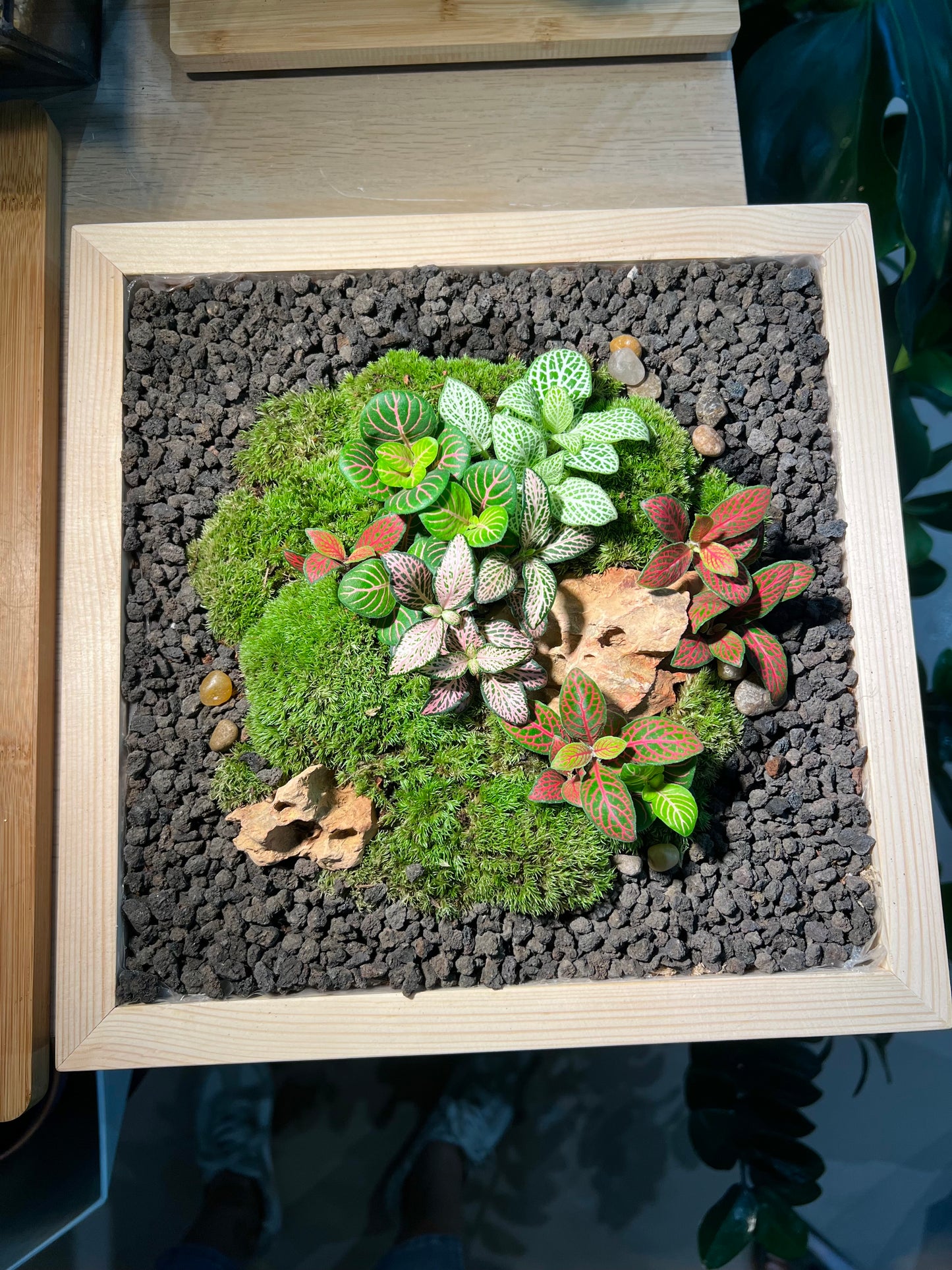 Indoor Plant Arrangement Display in Square Wooden Coaster (customised) - real plants