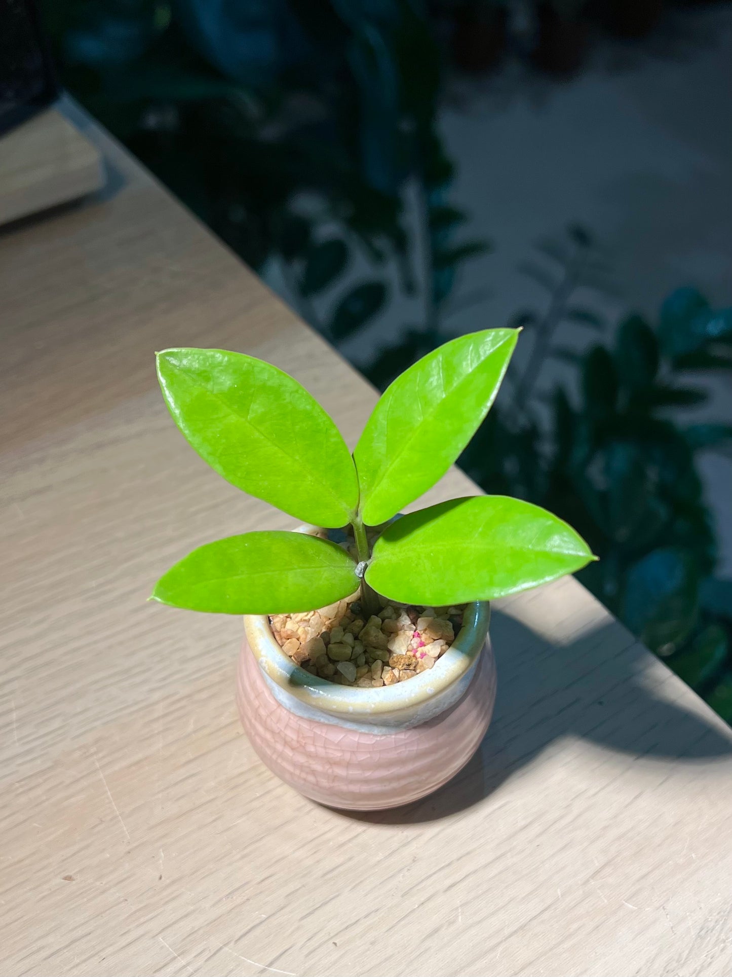 Zz Plant (金钱树) in Pinkish Ceramic Pot