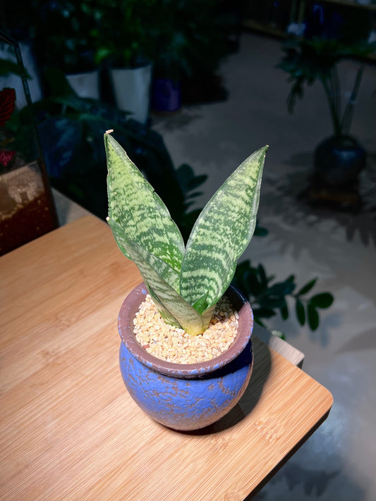 Senseveria in Brownish Blue Ceramic Pot