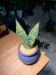 Senseveria in Brownish Blue Ceramic Pot