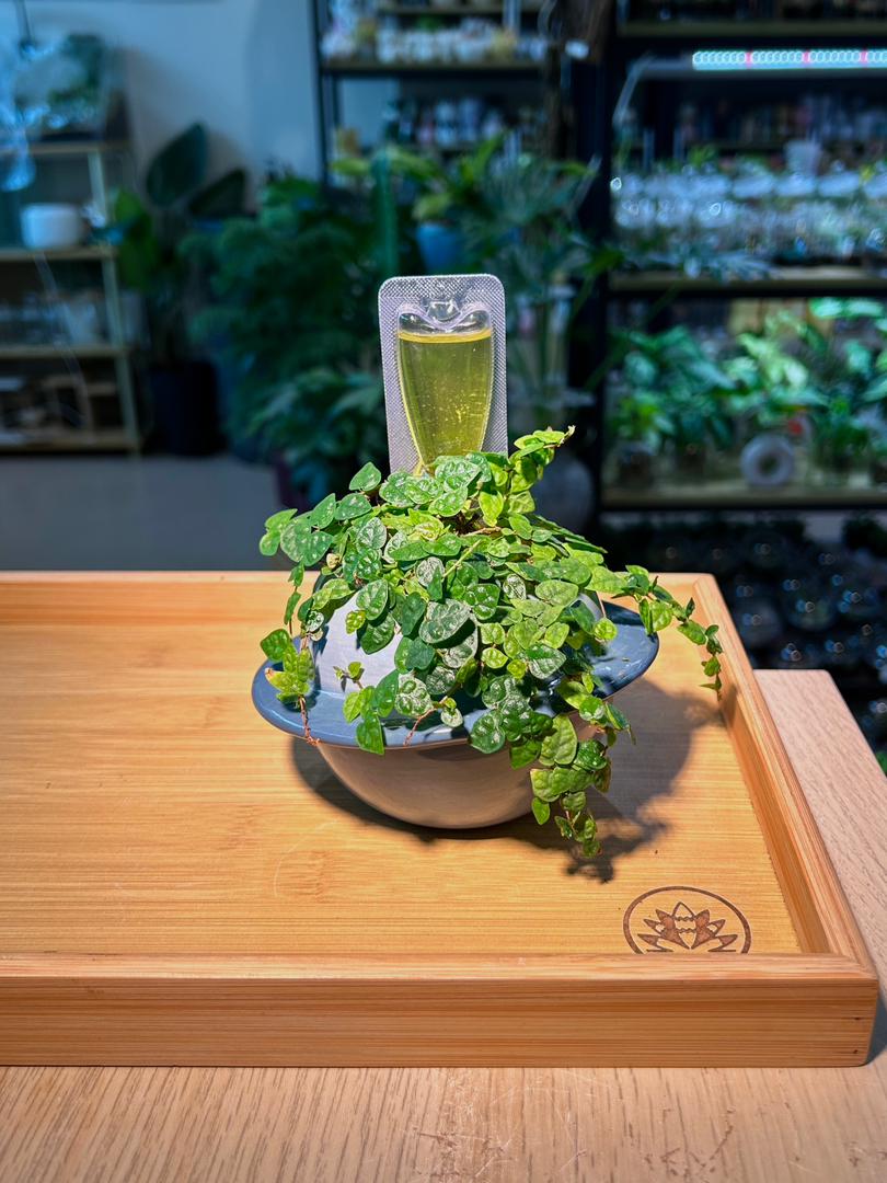 Regeneration Nutrient Liquid (植物促生液)