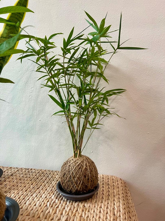 Kokedama - Chinese Dwarf Bamboo (Bambusa Multiplex)