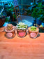 Echeveria Succulent in Glass Pot