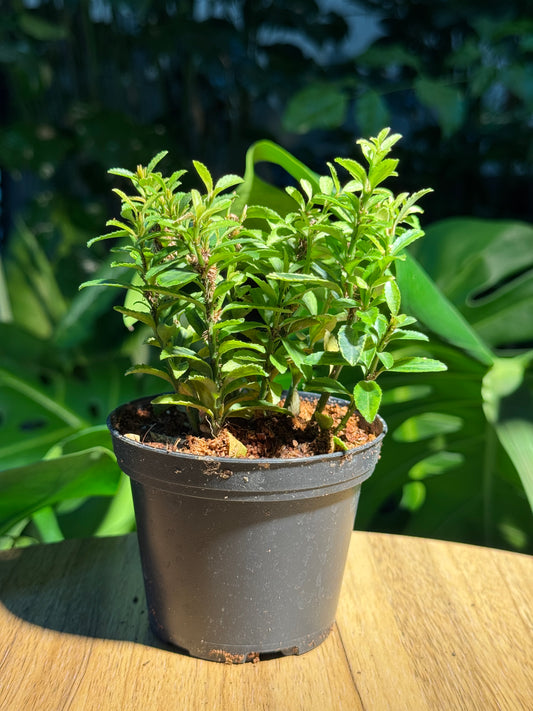 Alternanthera in Plastic Pot (S)