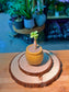 Crassula (金钱木) in Textured Ceramic Pot