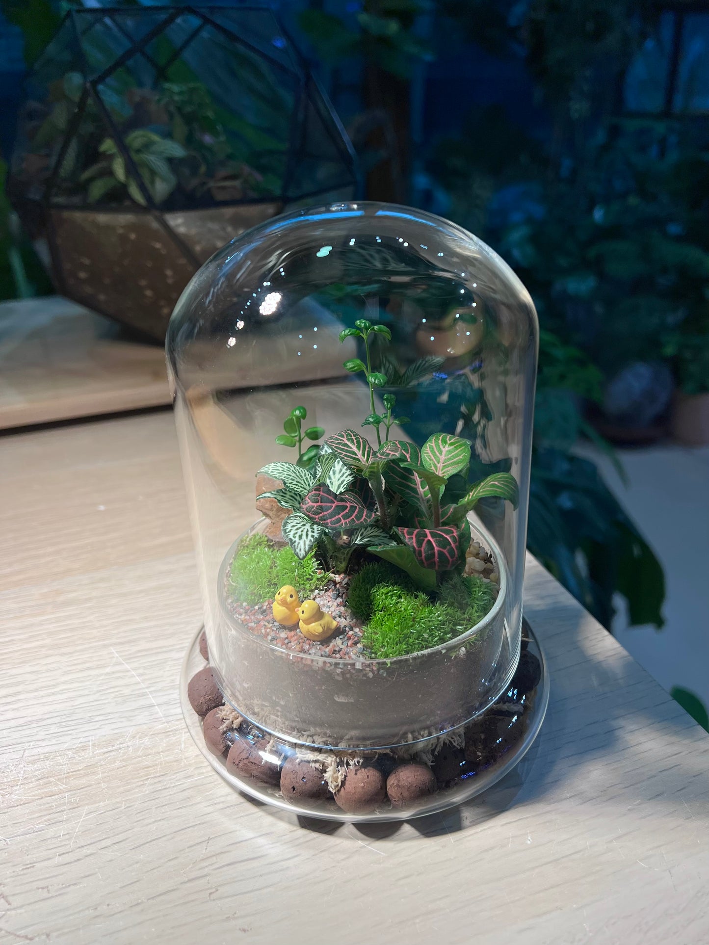 Indoor Plant Terrarium in Bell Glass (S)