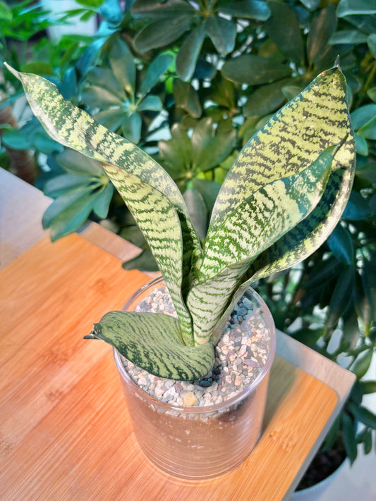 Dracaena in Transparent Glass