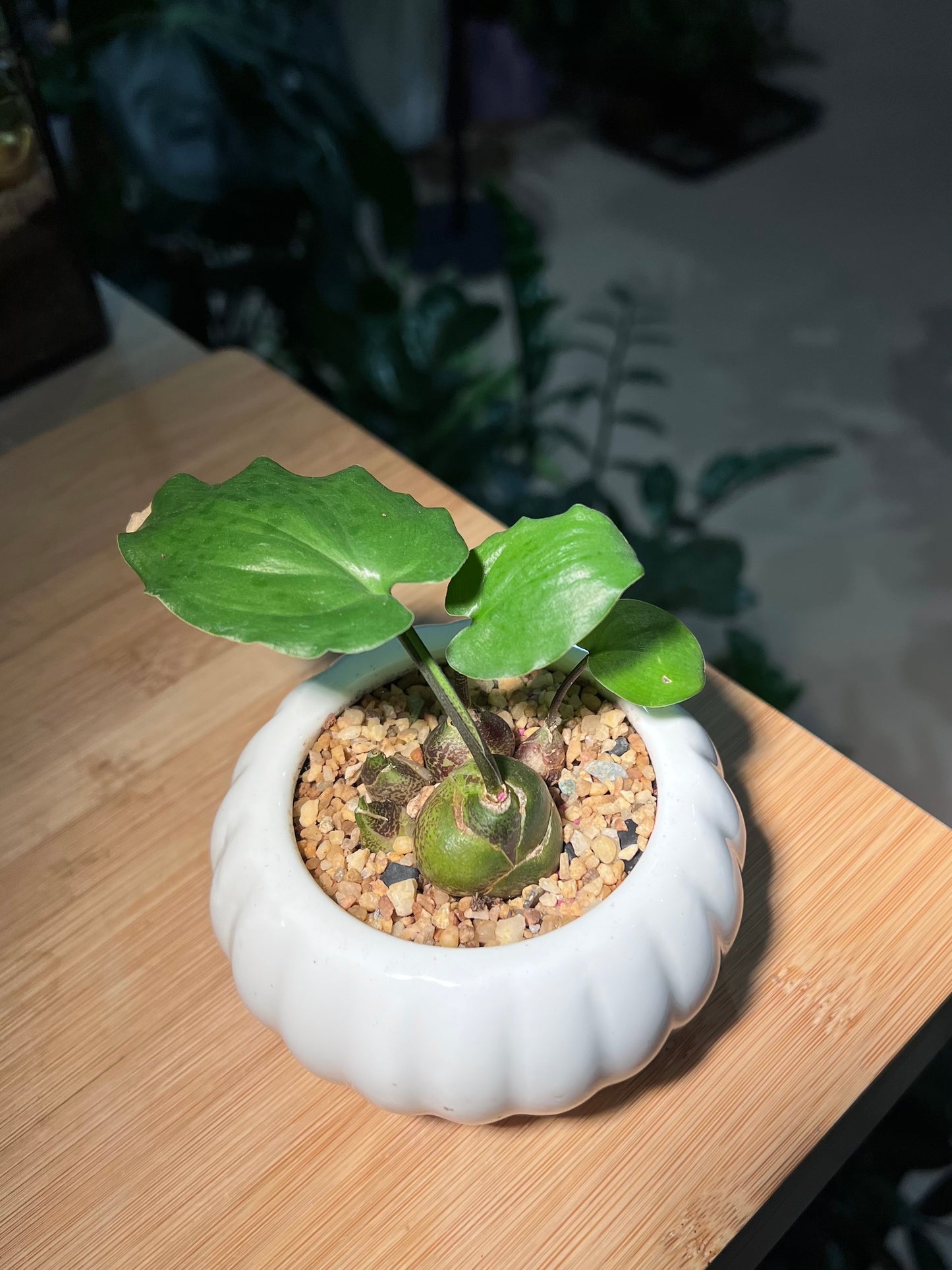 Drimiopsis Maculata in White Pumpkin Ceramic Pot