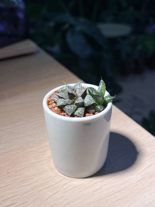 Haworthia Emelyae in Tall Cylindrical Pot
