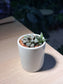 Haworthia Emelyae in Tall Cylindrical Pot