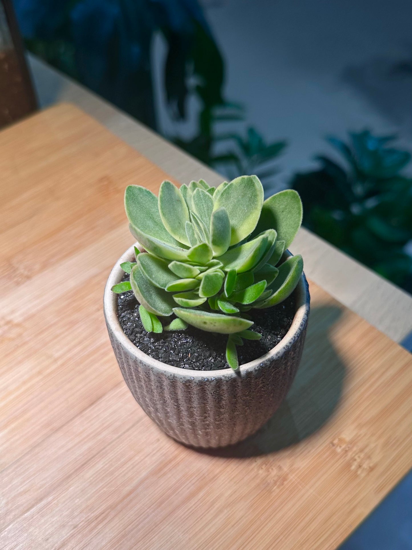 Crassula Argyrophylla in Matt Black Ceramic Pot