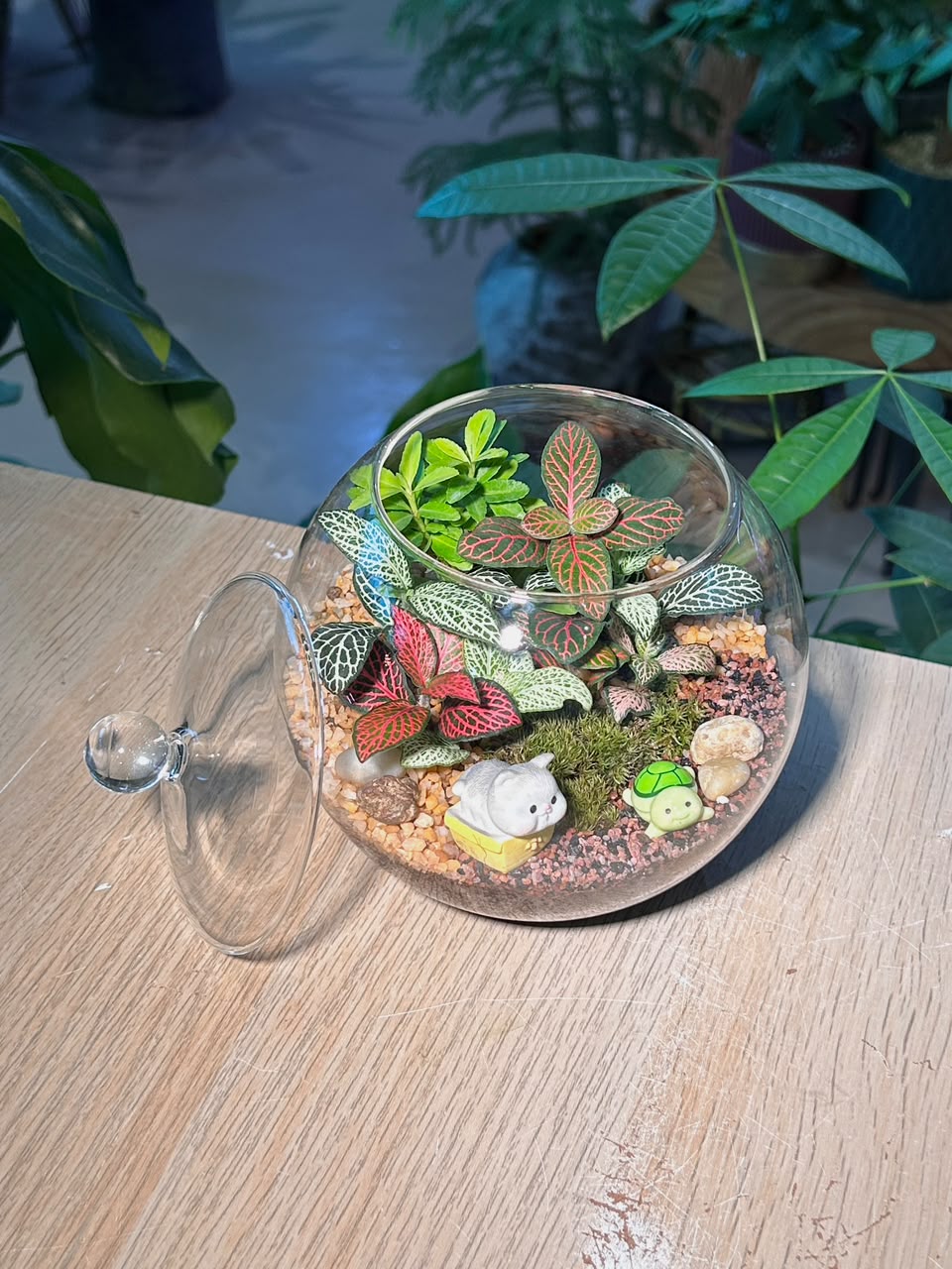 Indoor Plant Fittonia & Euonymus Japonicus & Moss (网纹草 & 正木 & 苔藓) in Fishbowl with Lid
