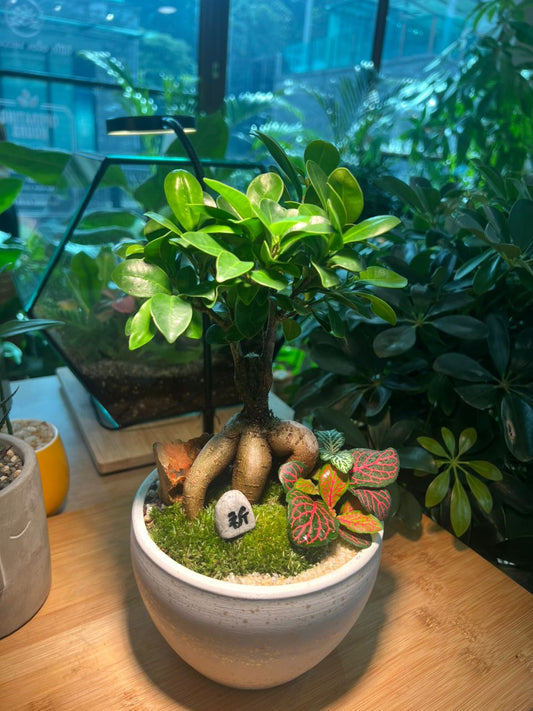 Fittonia and Ficus Ginseng with Moss Arrangement in White Ceramic Pot