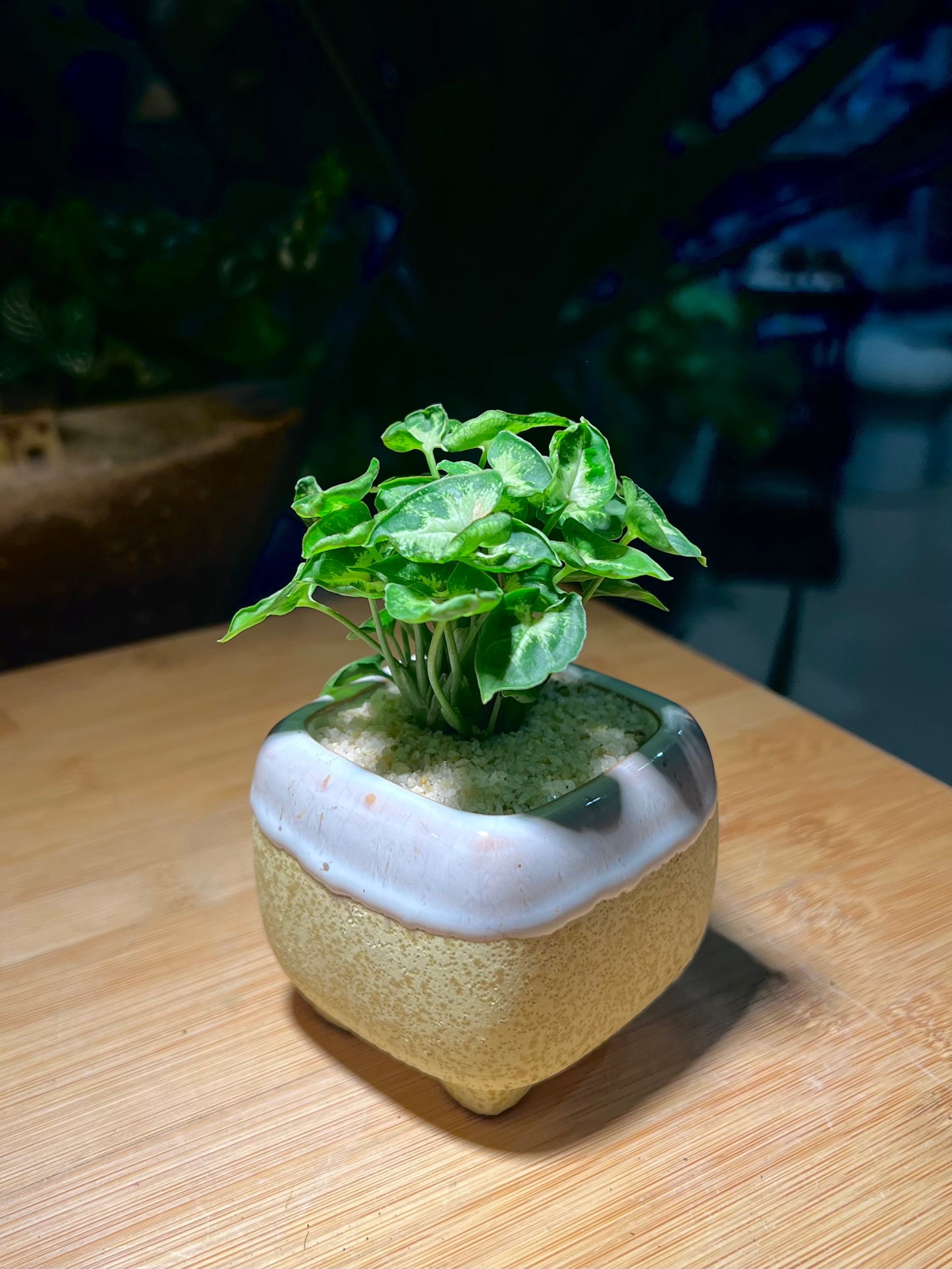 Syngonium Podophyllum (Arrowhead) in Bicolor Square Ceramic Pot