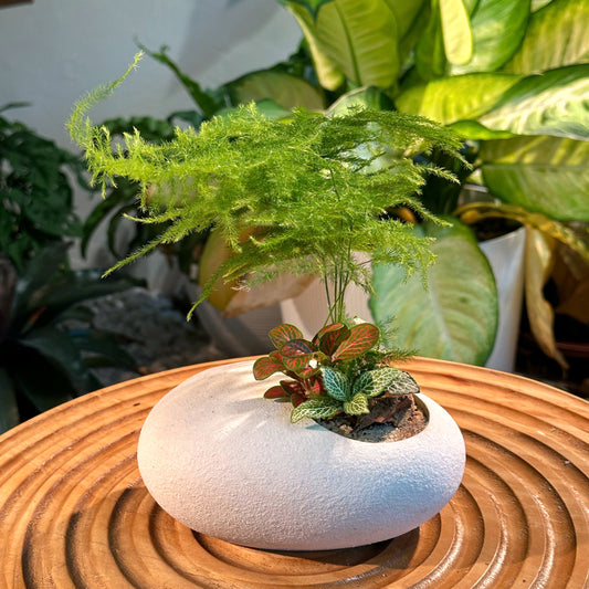 Asparagus Fern Arrangement in White Clay Pot