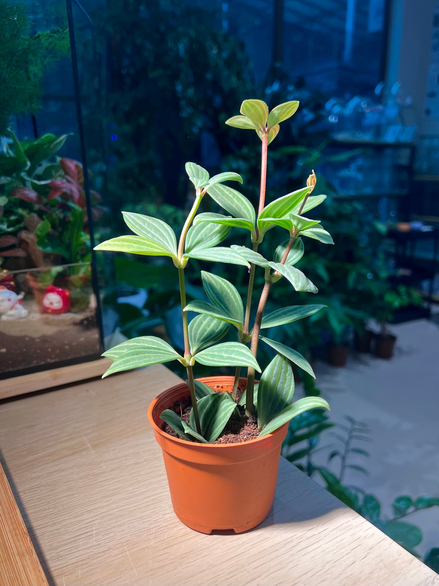 Plastic Pot - Peperomia Puteolata