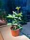 Plastic Pot - Peperomia Puteolata
