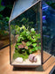 Fittonia and Ficus Pumila with Moss Arrangement in Black Polygonal Terrarium (M)