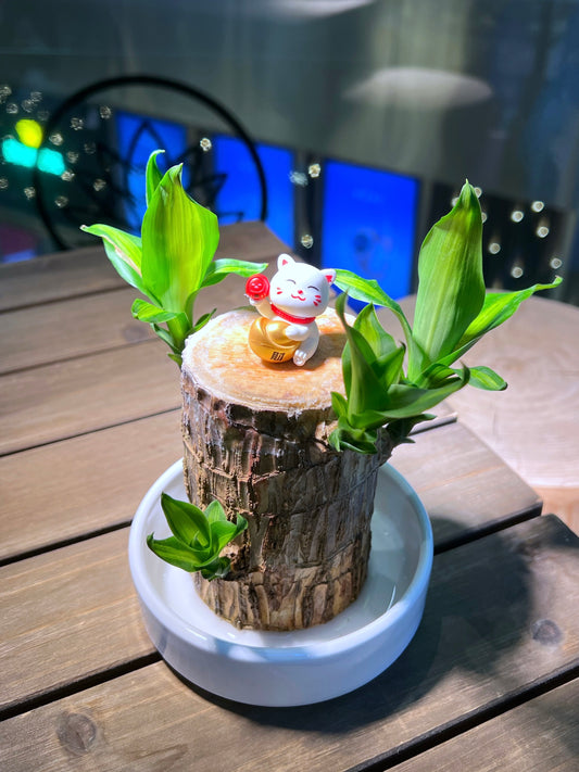 Brazil Wood with Fortune Cat Figurine