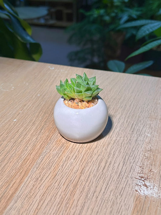 Cathedral Window Haworthia (ζ°΄ζΆζ) Haworthia Cymbiformis in Glazed Ceramic Pot