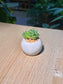 Cathedral Window Haworthia (水晶掌) Haworthia Cymbiformis in Glazed Ceramic Pot