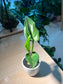 Drimiopsis Maculata (青蛙王子) in Tall Cylindrical Pot