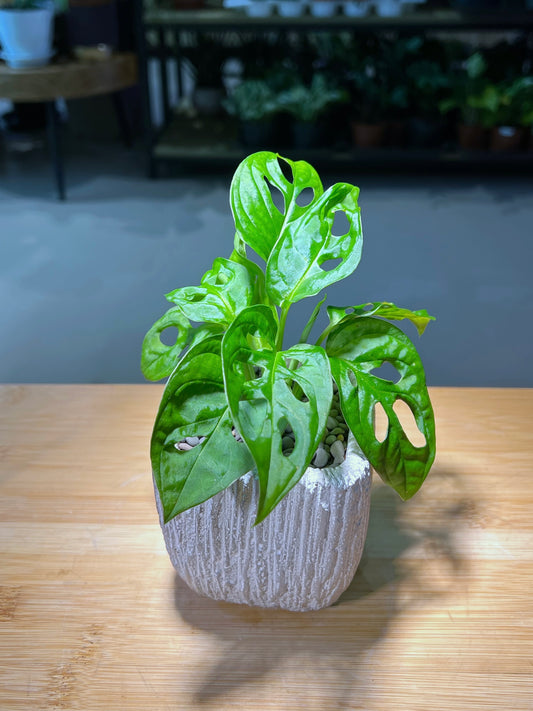 Monstera in Square Matt Textured Claypot