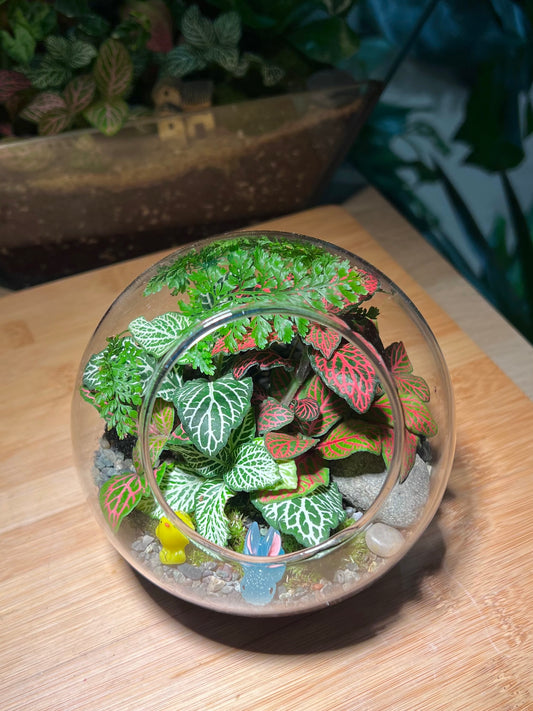 Fittonia and Fern with Moss Arrangement in Round Glass