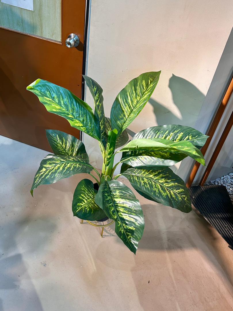 Artificial Dieffenbachia (黛粉叶) in Black Polymer Pot