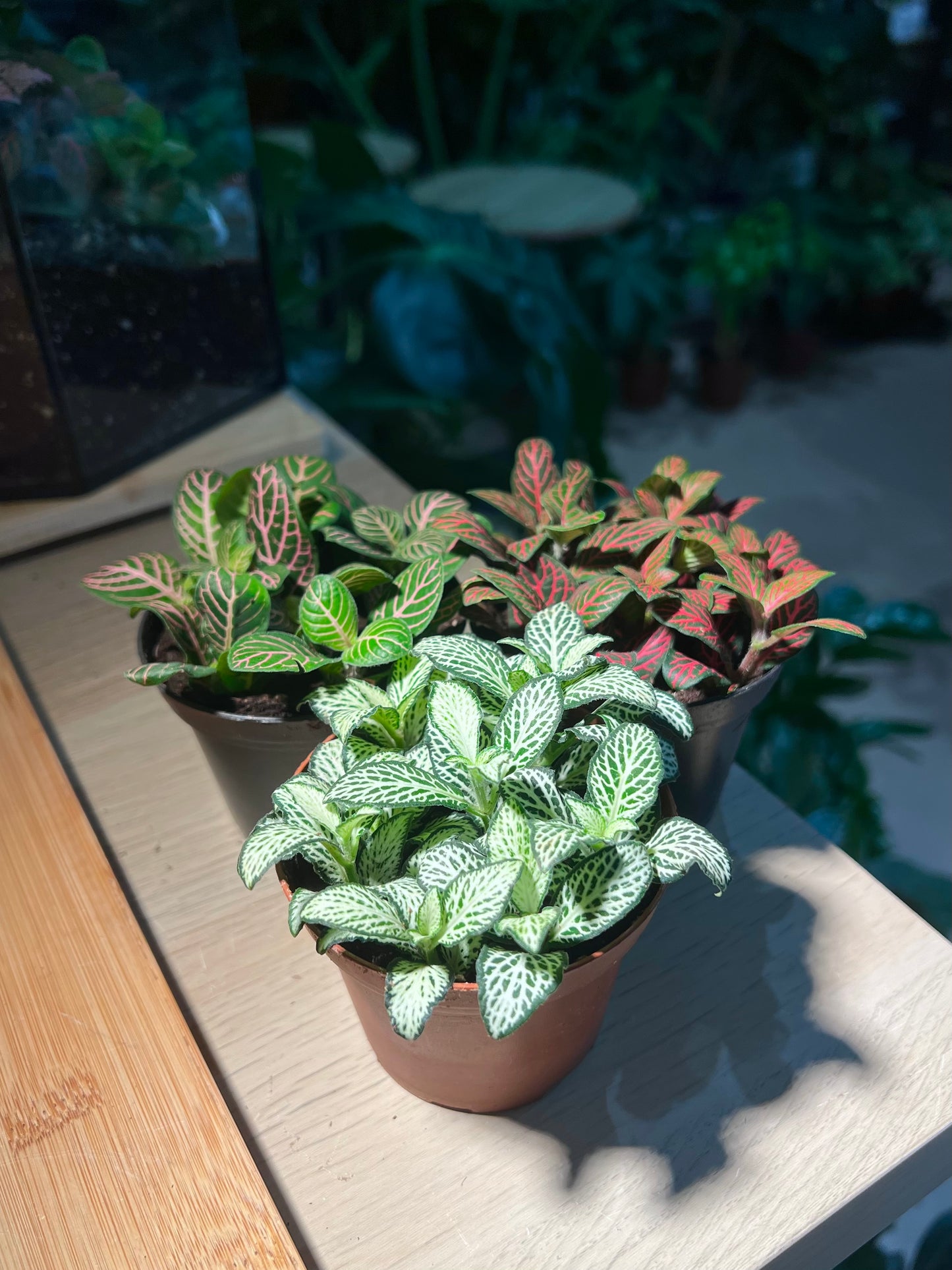 Plastic Pot - Fittonia (3pcs/set)
