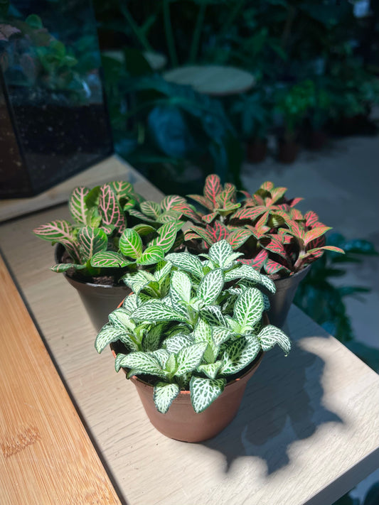 Plastic Pot - Fittonia (3pcs/set)